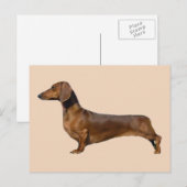 Schattigee bruine teckel briefkaart (Voorkant / Achterkant)