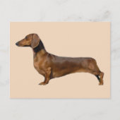 Schattigee bruine teckel briefkaart (Voorkant)