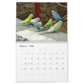 Schattigee budgies - snapshots van de kleine vogel kalender (Feb 2026)