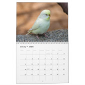 Schattigee budgies - snapshots van de kleine vogel kalender (Jan 2026)