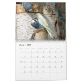 Schattigee budgies - snapshots van de kleine vogel kalender (Mar 2027)