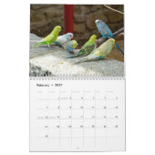 Schattigee budgies - snapshots van de kleine vogel kalender (Feb 2027)