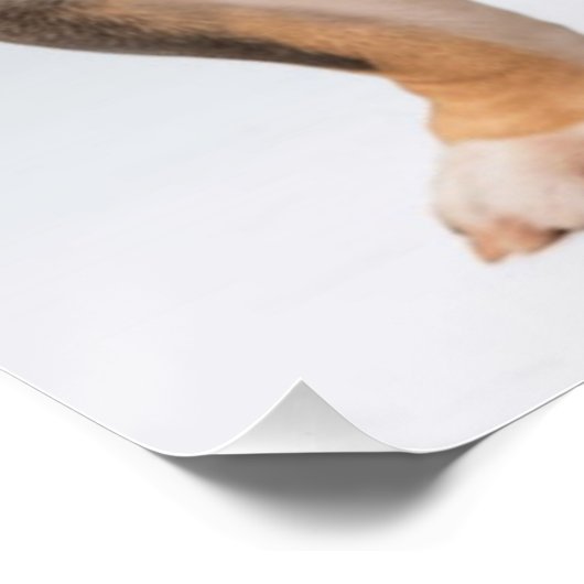 Schattigee Bulldog Poster Wall Art (Hoek)