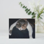Schattigee Calico slaapkat over schouder Briefkaart (Staand voorkant)