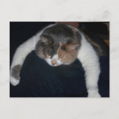 Schattigee Calico slaapkat over schouder Briefkaart (Voorkant)