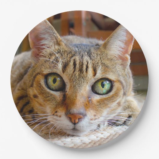 Schattigee Cat papieren borden Bordje (Voorkant)