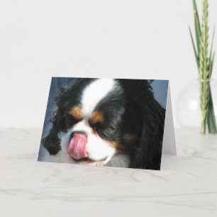 Schattigee Cavalier Spanial Dog Wenskaart Kaart