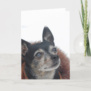 Schattigee Chihuahua Foto's Wenskaart Kaart