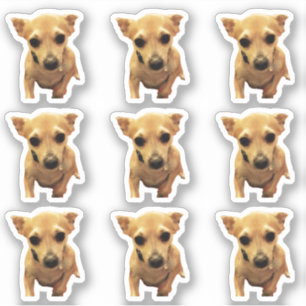 Schattigee Chihuahua Honden 4Carly Sticker