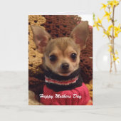 Schattigee Chihuahua: Moederdag Kaart (Gele Bloem)