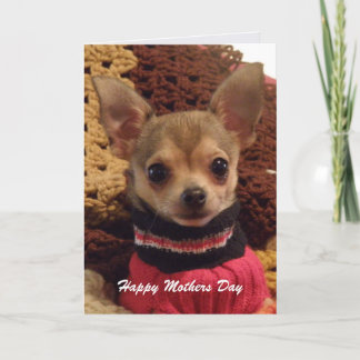 Schattigee Chihuahua: Moederdag Kaart