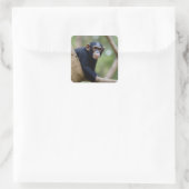 Schattigee Chimp-Sticker Vierkante Sticker (Tas)