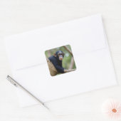 Schattigee Chimp-Sticker Vierkante Sticker (Envelop)