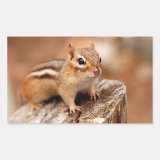 Schattigee Chipmunk Wachten Rechthoekige Sticker (Voorkant)