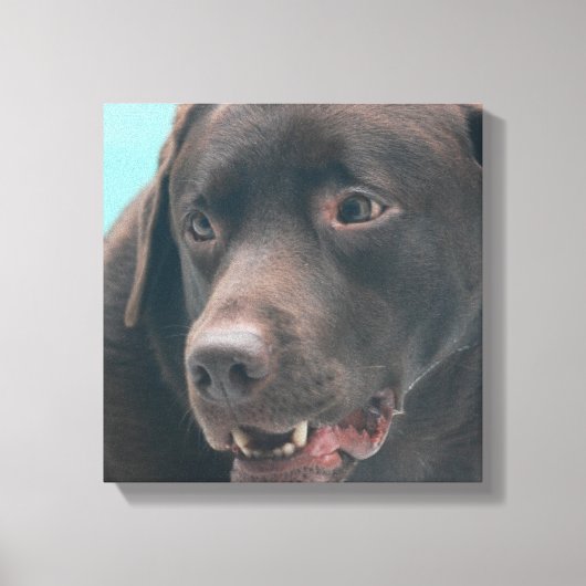 Schattigee Chocolade Lab Canvas Print (Voorkant)
