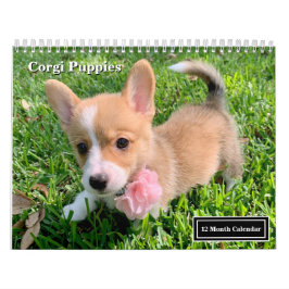 Schattigee Corgi Puppies 2026 Puppymuur Kalender