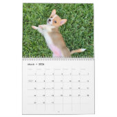 Schattigee Corgi Puppies 2026 Puppymuur Kalender (Mar 2026)