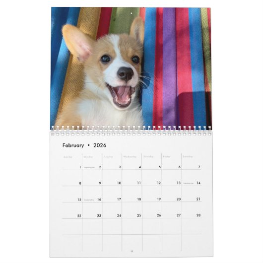 Schattigee Corgi Puppies 2026 Puppymuur Kalender (Feb 2026)