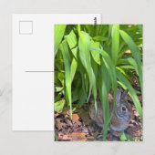Schattigee Cottontail Konijn Zittend onder Tiger L Briefkaart (Voorkant / Achterkant)