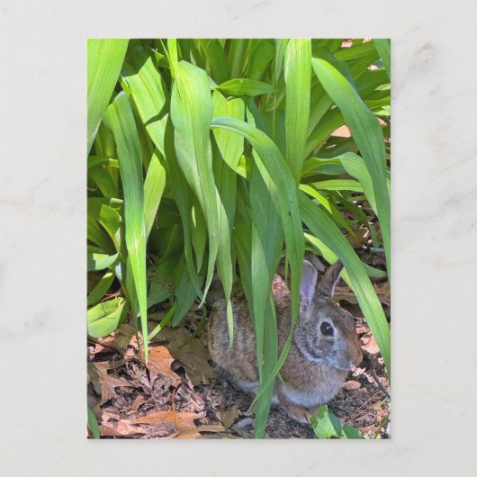 Schattigee Cottontail Konijn Zittend onder Tiger L Briefkaart (Voorkant)