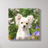 Schattigee crème Chihuahua Dog Puppy Foto - Verpak Canvas Afdruk (Voorkant)