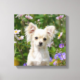 Schattigee crème Chihuahua Dog Puppy Foto - Verpak Canvas Afdruk