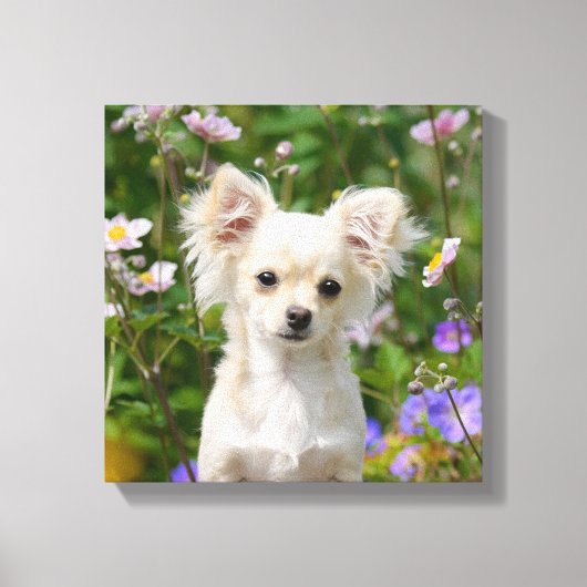 Schattigee crème Chihuahua Dog Puppy Foto - Verpak Canvas Afdruk (Voorkant)