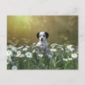 Schattigee Dalmatische puppy in madeliefjes Briefkaart (Voorkant)