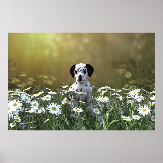 Schattigee Dalmatische puppy in madeliefjes Poster (Voorkant)