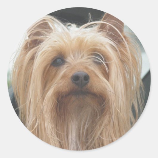 Schattigee Doggie Stickers (Voorkant)