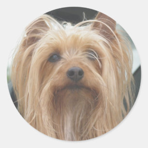 Schattigee Doggie Stickers