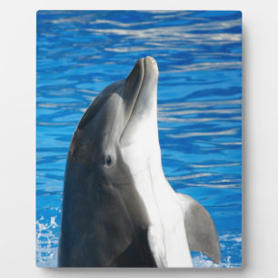 Schattigee Dolphin Beach Peace Love Party Destiny Fotoplaat
