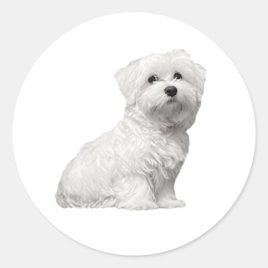 Schattigee donzige maltese lili ronde sticker (Voorkant)
