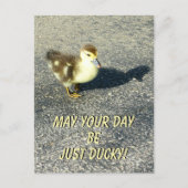Schattigee Duckling Happy Birthday Wildlife Fotogr Briefkaart (Voorkant)