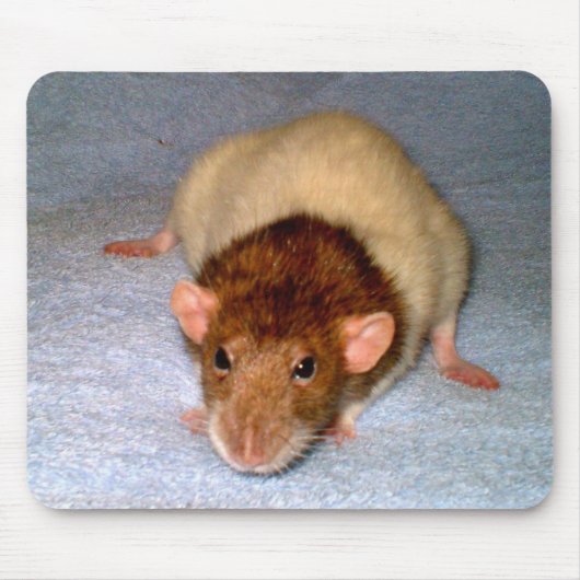Schattigee Dumbo Rat Mousepad Muismat (Voorkant)