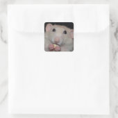 Schattigee Dumbo Rat Stickers (Tas)