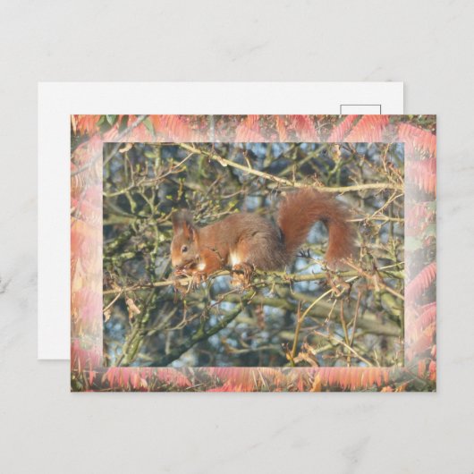 Schattigee Eekhoorn in Tree met Border DIY Briefka Briefkaart (Voorkant / Achterkant)