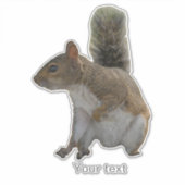 Schattigee eekhoorn wild dier sticker (Voorkant)