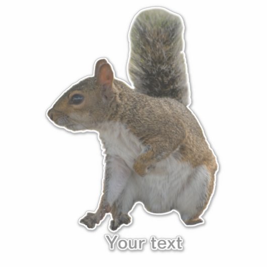 Schattigee eekhoorn wild dier sticker (Voorkant)