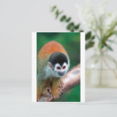 Schattigee eekhoornaap Panama tropisch regenwoud Briefkaart (Staand voorkant)