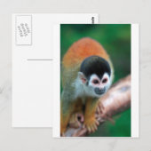 Schattigee eekhoornaap Panama tropisch regenwoud Briefkaart (Voorkant / Achterkant)