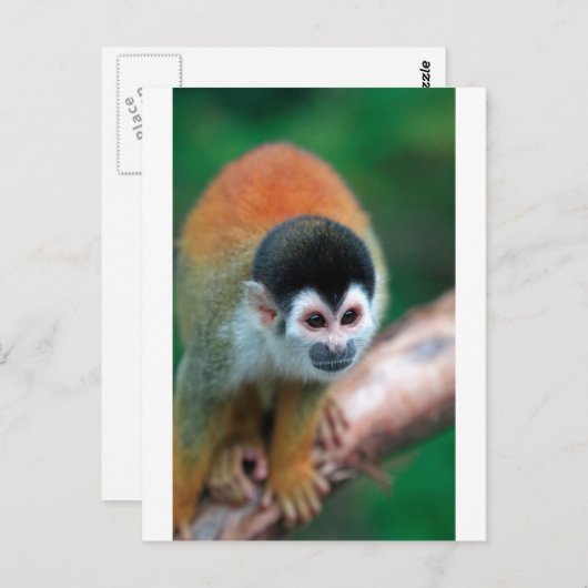 Schattigee eekhoornaap Panama tropisch regenwoud Briefkaart (Voorkant / Achterkant)