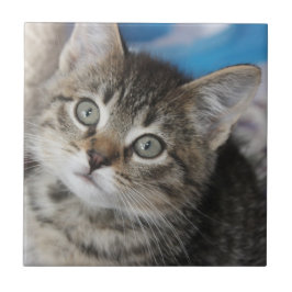 Schattigee familie kat foto tegeltje