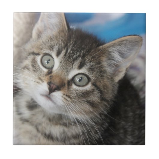 Schattigee familie kat foto tegeltje (Voorkant)