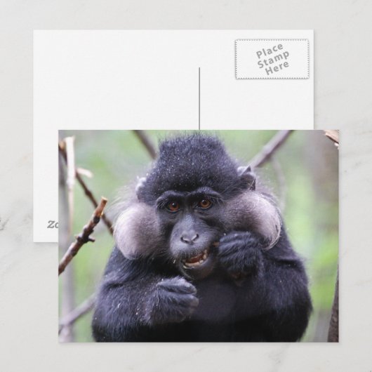 Schattigee fauna briefkaart (Voorkant / Achterkant)