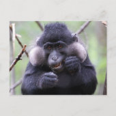 Schattigee fauna briefkaart (Voorkant)