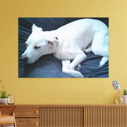Schattigee foto van mooie slapende witte hond canvas afdruk (Insitu (Woonkamer))