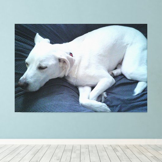 Schattigee foto van mooie slapende witte hond canvas afdruk (Insitu (Houten vloer))