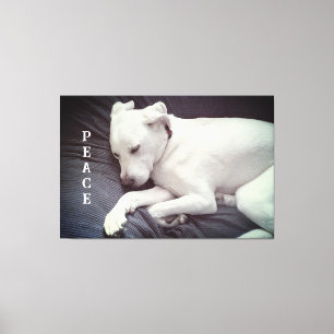 Schattigee foto van Peaceful White Puppy Dog Sleep Canvas Afdruk