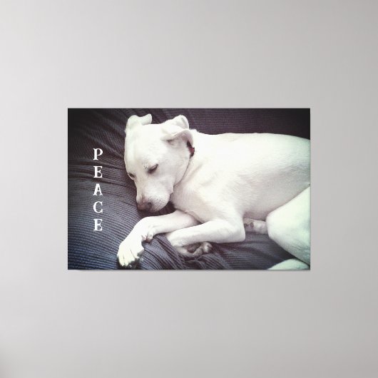 Schattigee foto van Peaceful White Puppy Dog Sleep Canvas Afdruk (Voorkant)